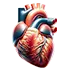 Cardiology-Medical-Billing-Services