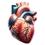 Cardiology-Medical-Billing-Services